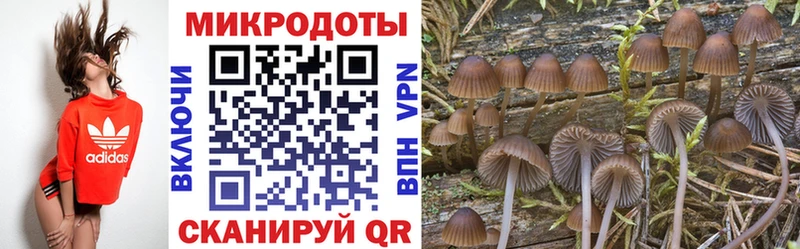 блэк спрут сайт  Маркс  Псилоцибиновые грибы прущие грибы 